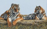 DMC_Grand_Tigers_4f1d083c5fbda.jpg