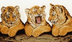 DMC_Tiger_Pool_4f1d077bc25df.jpg