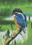 Kingfisher3